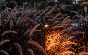 Juncus Doble Cabezal Marrón